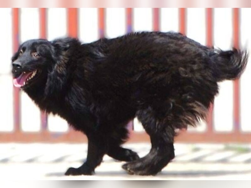 BARNEY muss um sein Leben fürchten