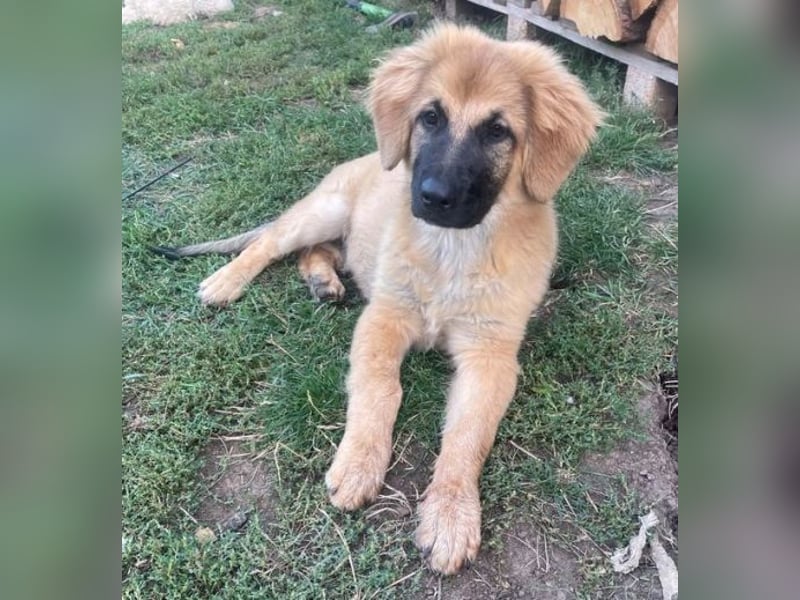 BARON -das Hundekind wurde weggeworfen 