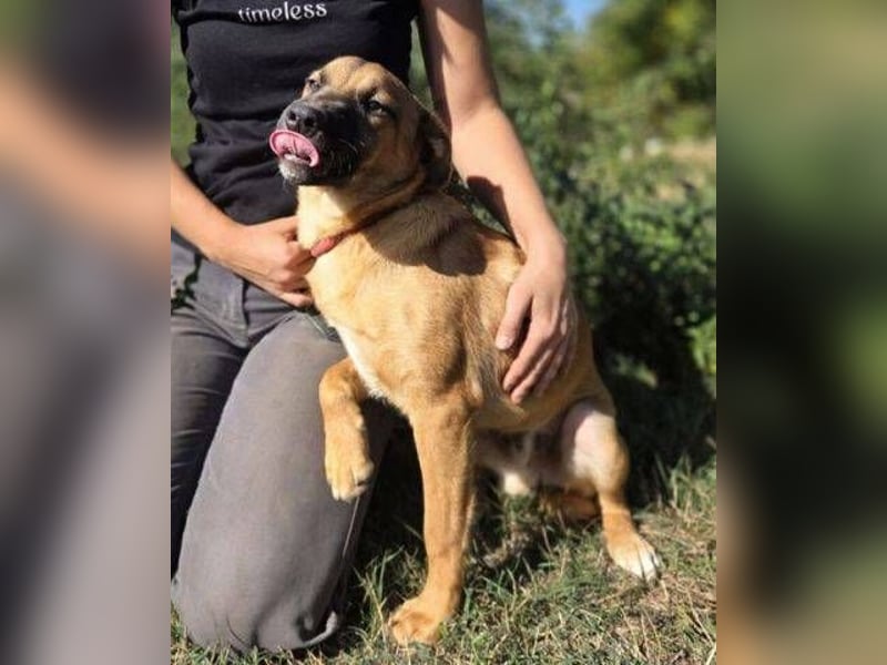 ARAMIS der Hundejunge irrte verloren umher