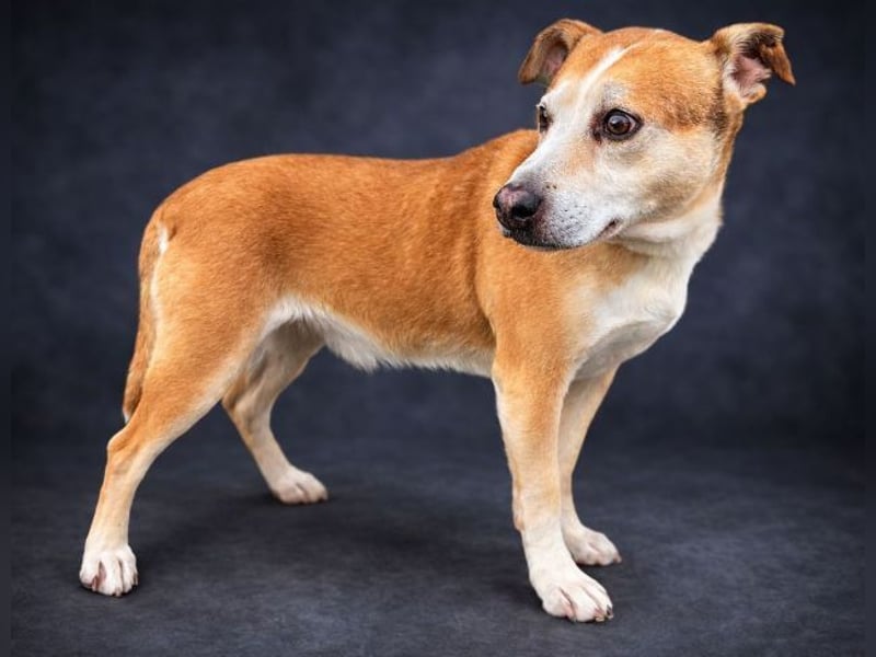 JACK ist eine Seele von Hund