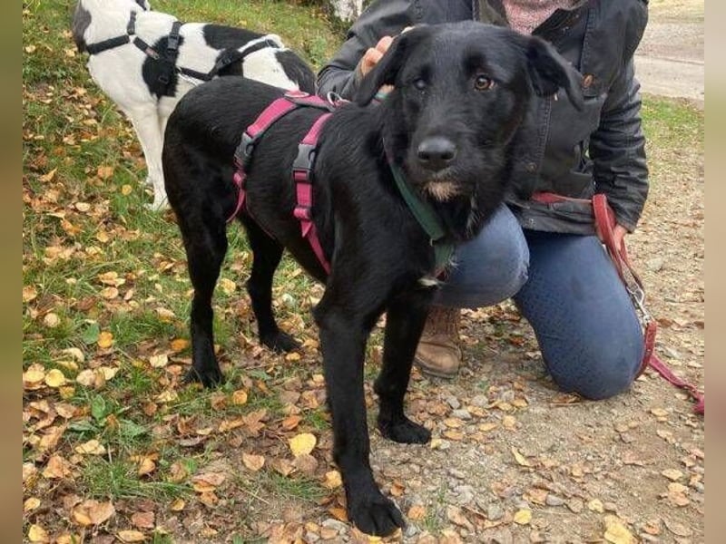 ANA 2 ist ein zauberhaftes Hundemädchen