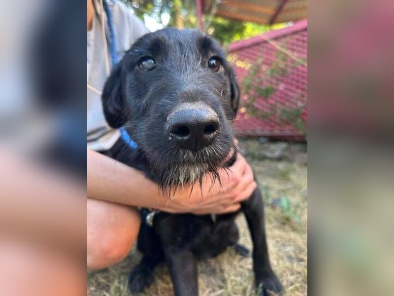 ANA 2 ist ein zauberhaftes Hundemädchen