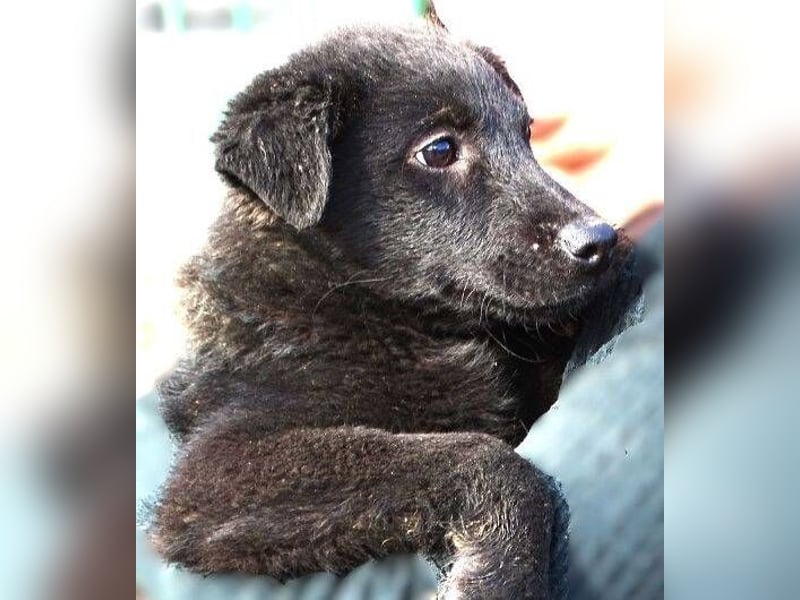 CLOE ist ein süßes Plüschnäschen