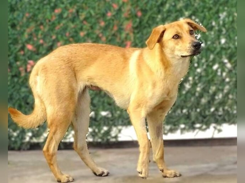 LIA ist dem Tod knapp entkommen