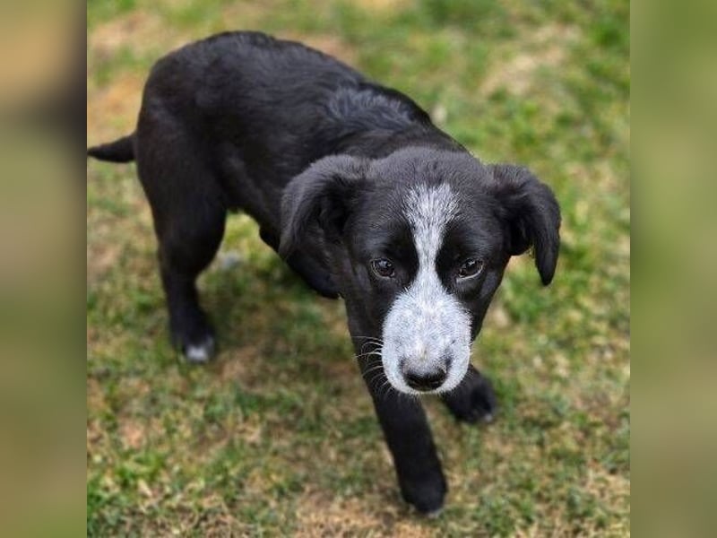 ANJA braucht dringend ein Zuhause