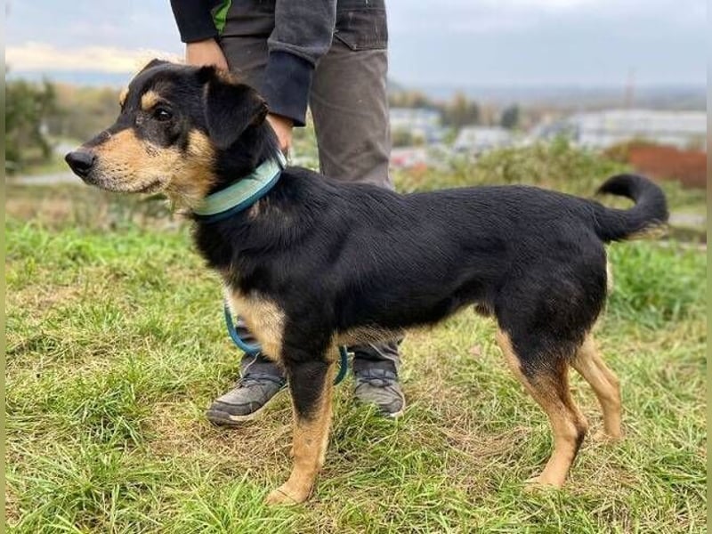 BUDDY  ist ein liebevoller Junge