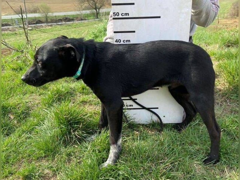 LUCKY 2 sucht sein Glück