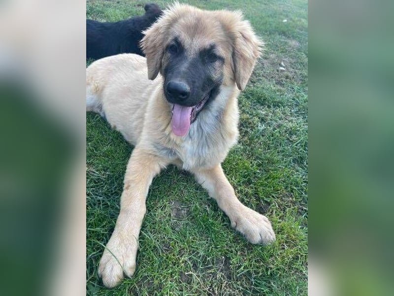 BARON -das Hundekind wurde weggeworfen 