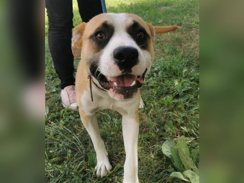 Dave, Engl. Bulldoggen Labrador Mischling