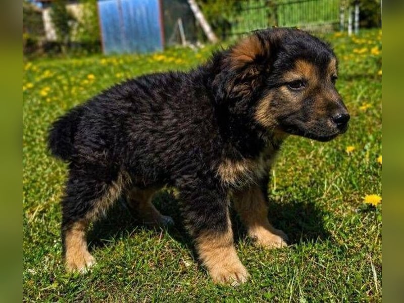 LIMA ist eine goldiges Hundekind