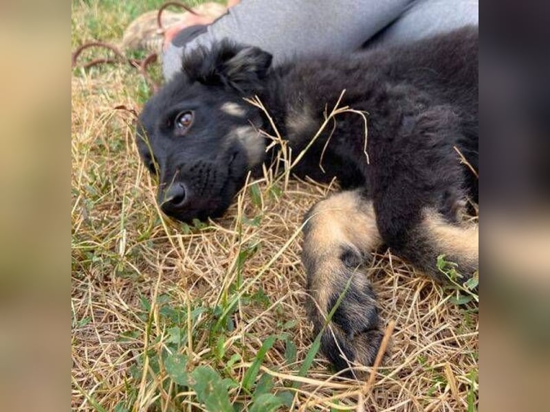 NIKKI das Hundkind wurde ausgesetzt