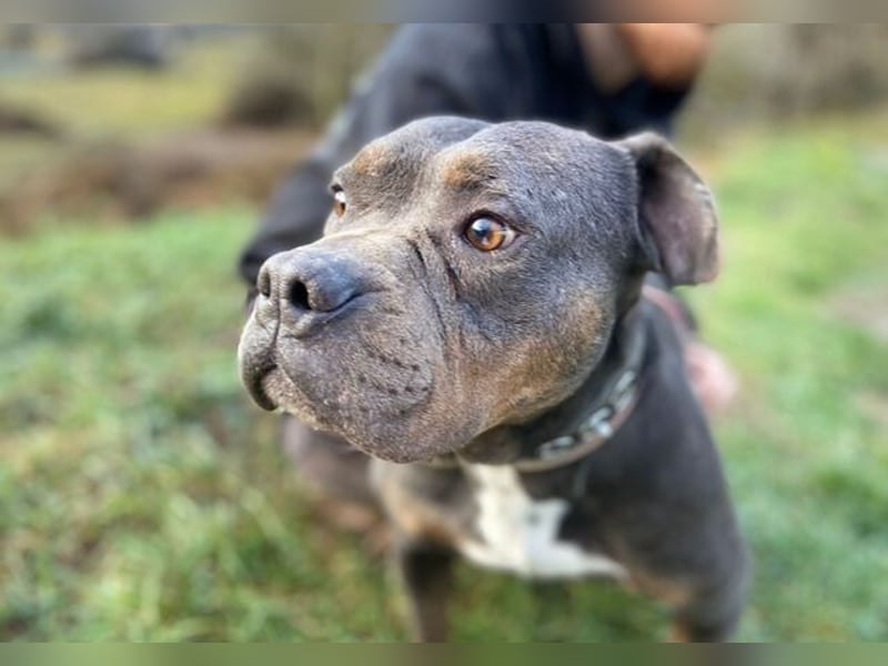 JORGI ist ein liebenswerter,  verträglicher Kerl