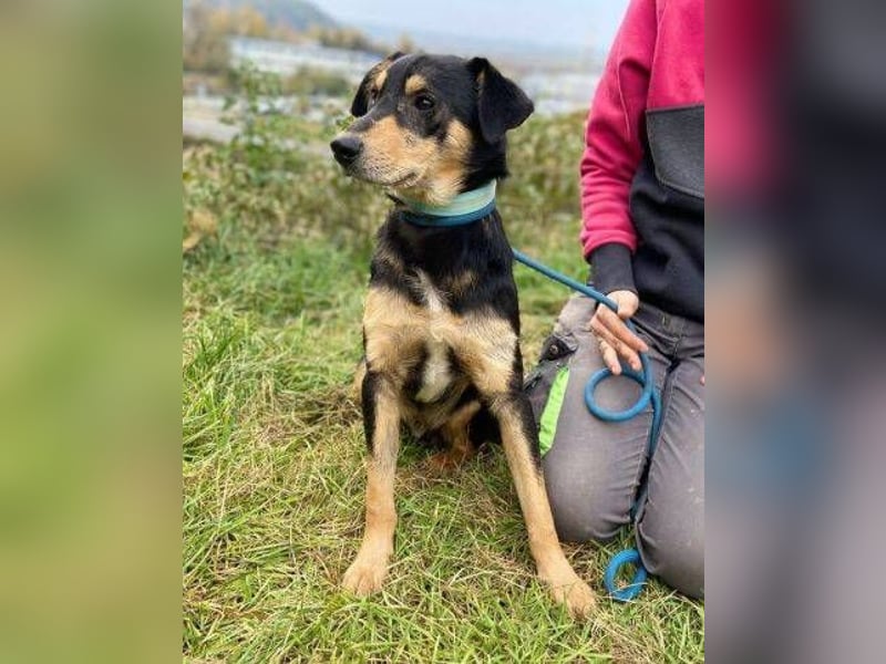 BUDDY  ist ein liebevoller Junge