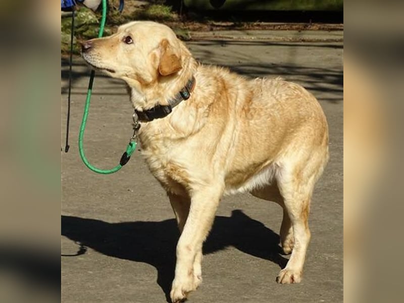 Astor, Retriever Mischling