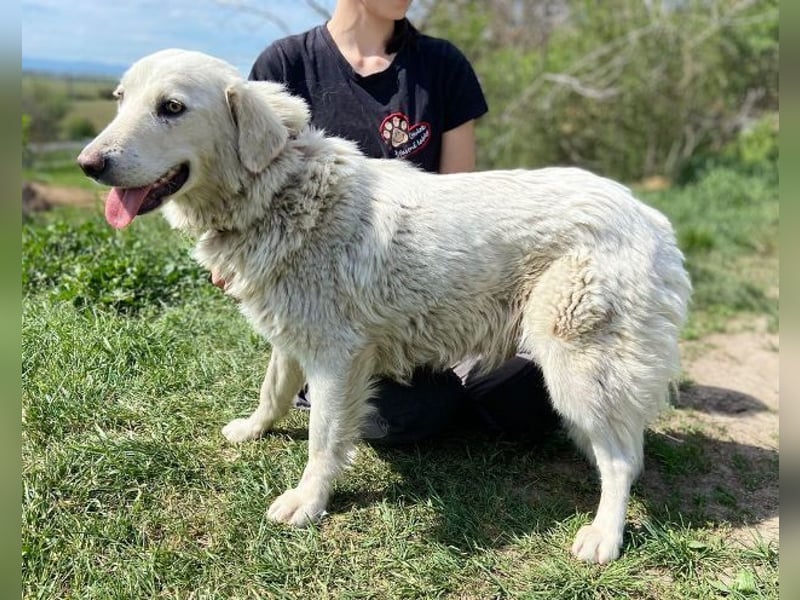 BETSY ist ein fröhliches liebes Hundemädchen