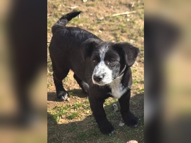 ANJA braucht dringend ein Zuhause