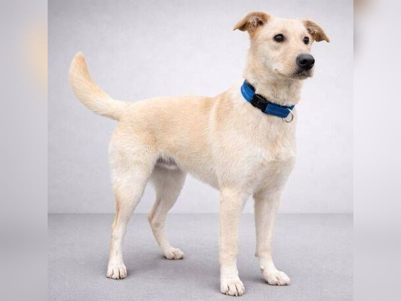 DARO wurde eiskalt ausgesetzt