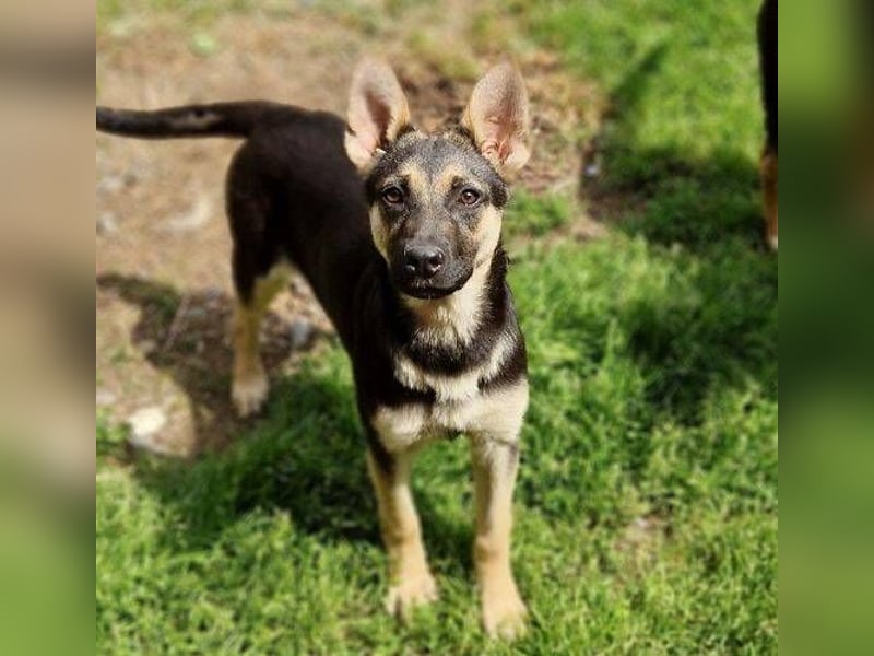 Rina 2 ist ein verspieltes Hundekind