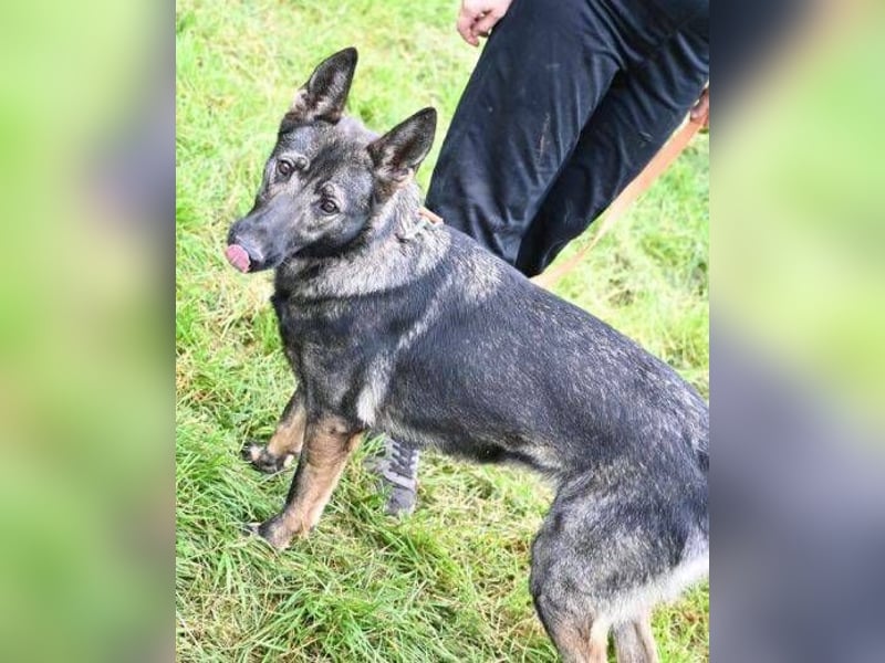 ZOYA wartet sehnsüchtig auf ein liebevolles Zuhause