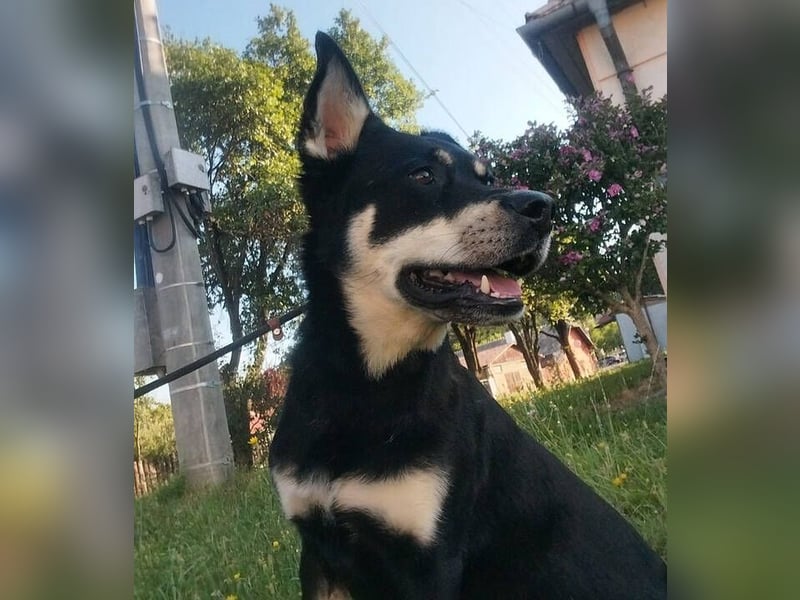 FREYA 3 ist lieb und verträglich