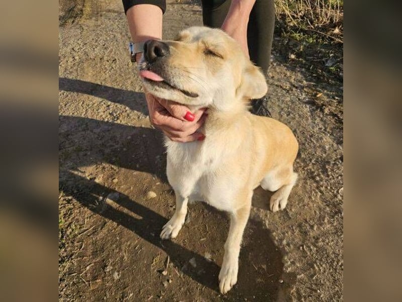 AMBRA  ist eine ganz fürsorgliche Hündin