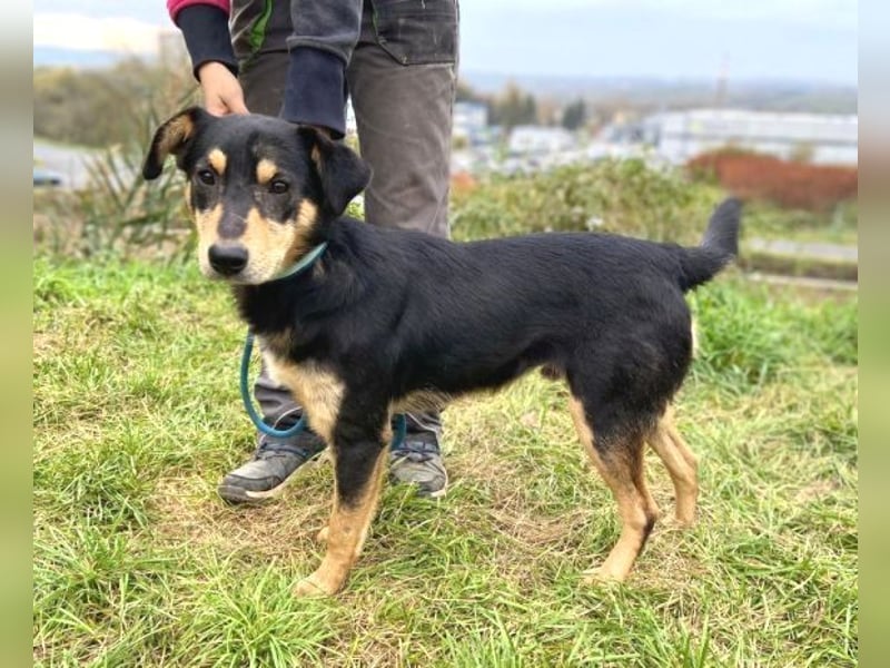 BUDDY  ist ein liebevoller Junge