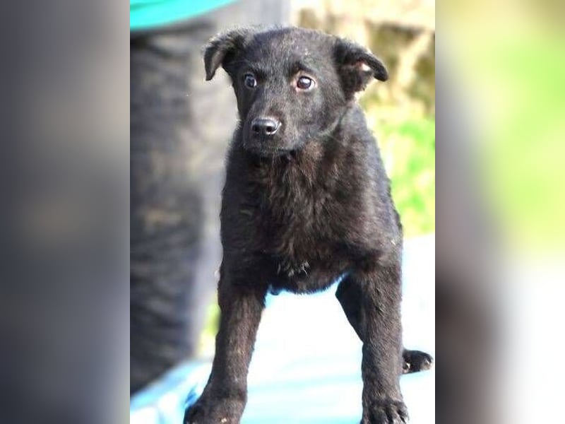 CLOE ist ein süßes Plüschnäschen