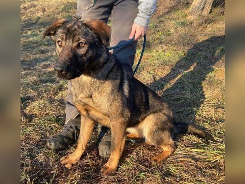 SOFIA irrte verzweifelt umher