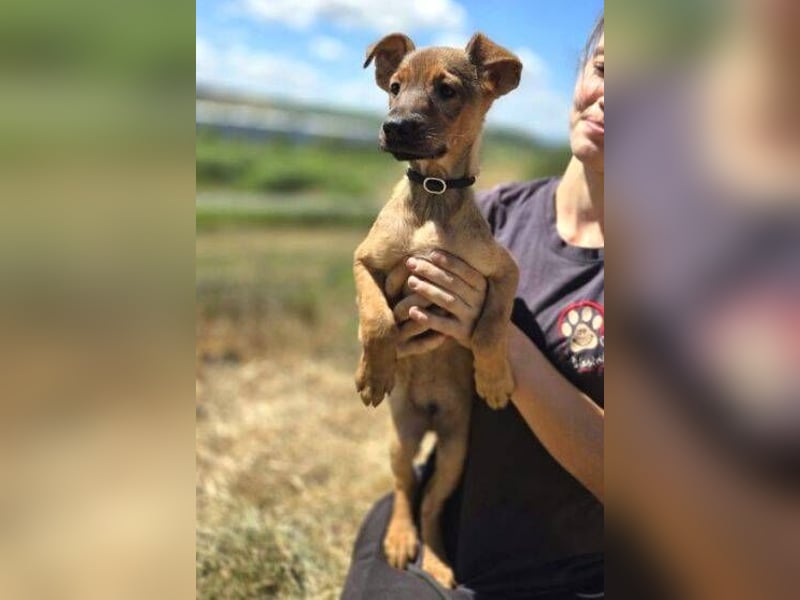 GIMLI ist ein zuckersüßes Hundebaby