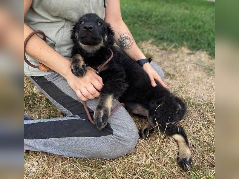 NIKKI das Hundkind wurde ausgesetzt