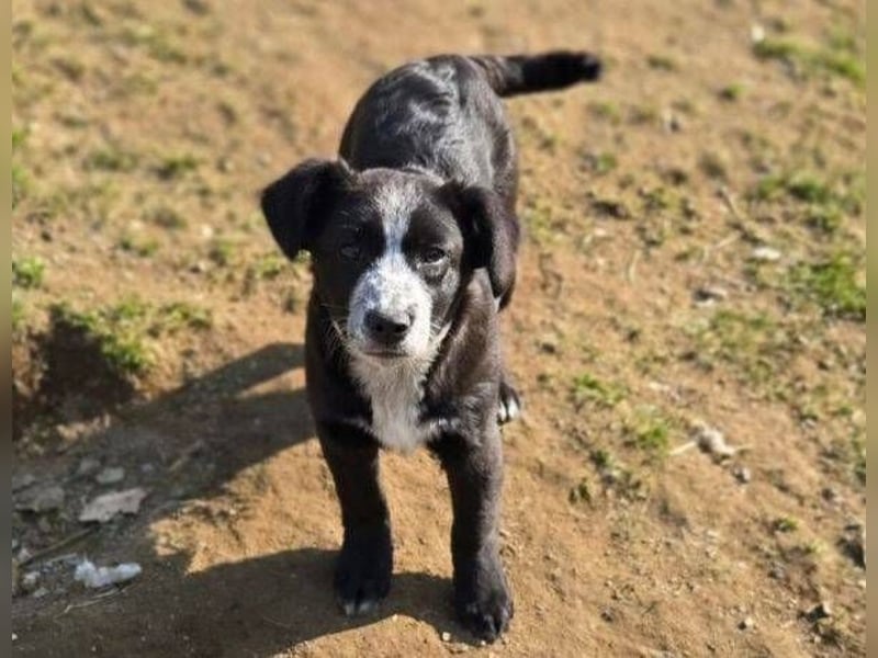 ANJA braucht dringend ein Zuhause