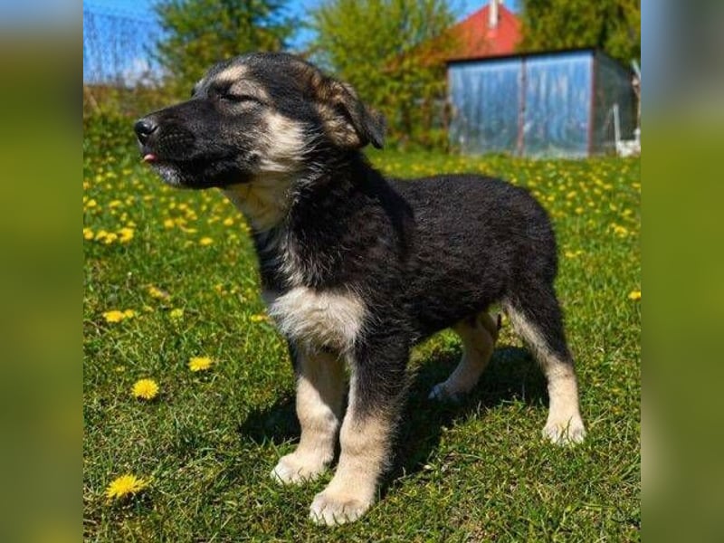 LUCAS kleiner Hundejunge auf der Suche nach dem großen Glück