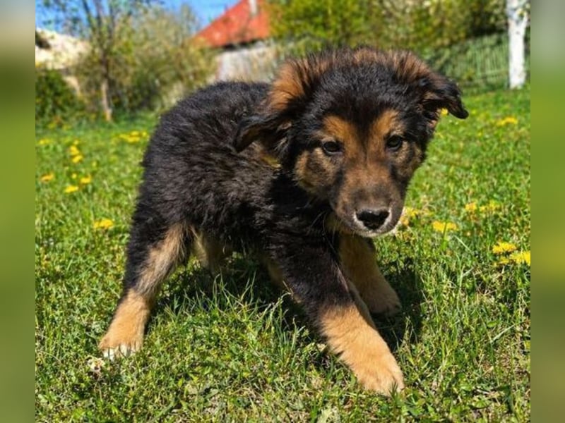 LIMA ist eine goldiges Hundekind