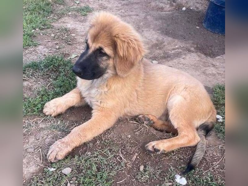 BARON -das Hundekind wurde weggeworfen 