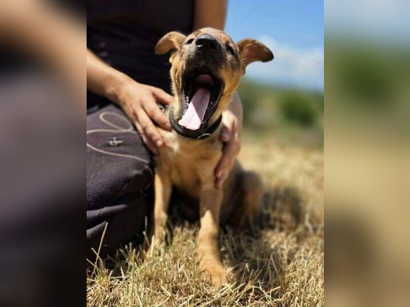 GIMLI ist ein zuckersüßes Hundebaby