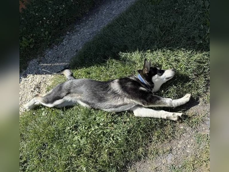 KEZIA , süßes HuskyMix Mädchen