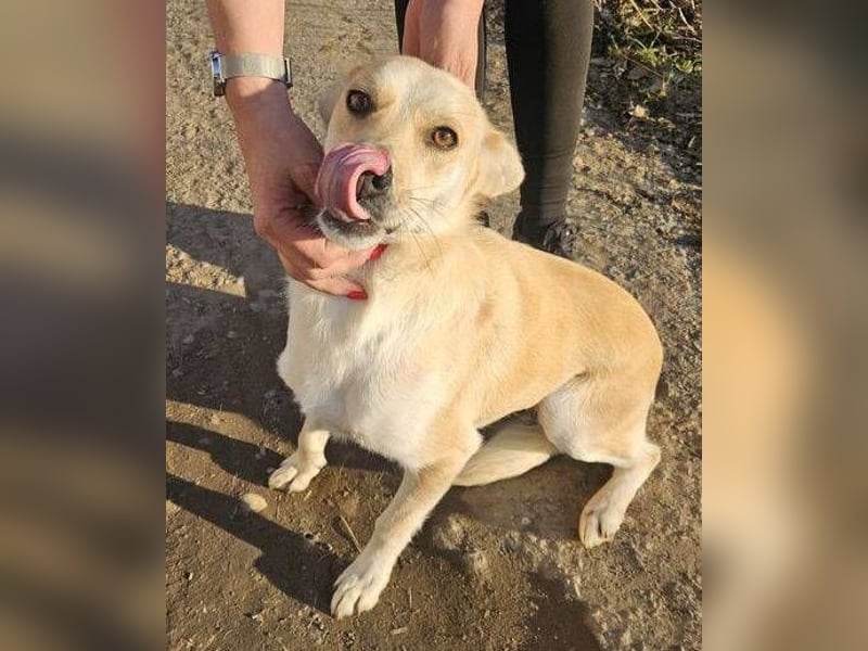 AMBRA  ist eine ganz fürsorgliche Hündin