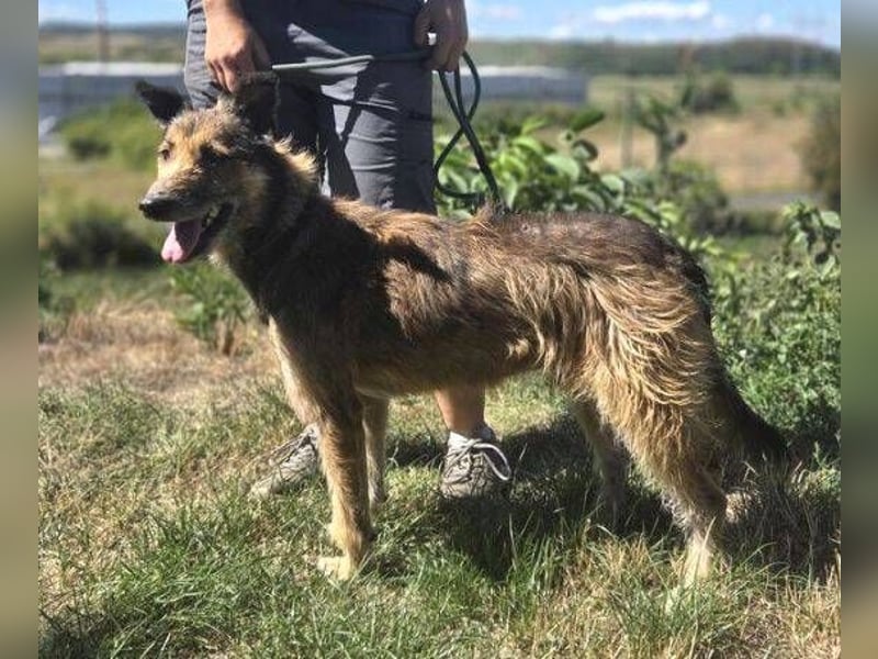 HUSCHI - bettelt um ein bisschen Glück