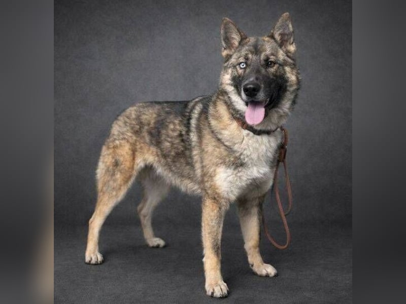 SKIPPER  hatte es nicht schön