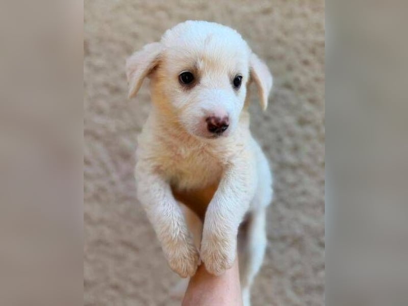 WILLOW ist ein flauschiges Hundemädchen