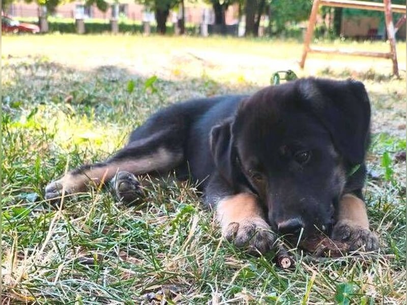 FLOKY , der kleine Hundebub wurde ausgesetzt