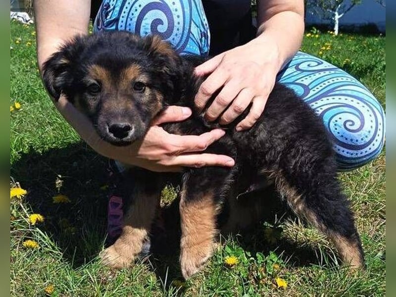 LIMA ist eine goldiges Hundekind