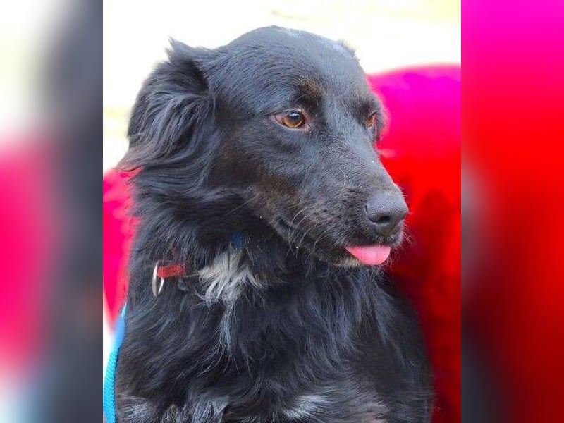 RINA  ist eine  besonders tolle Hundelady