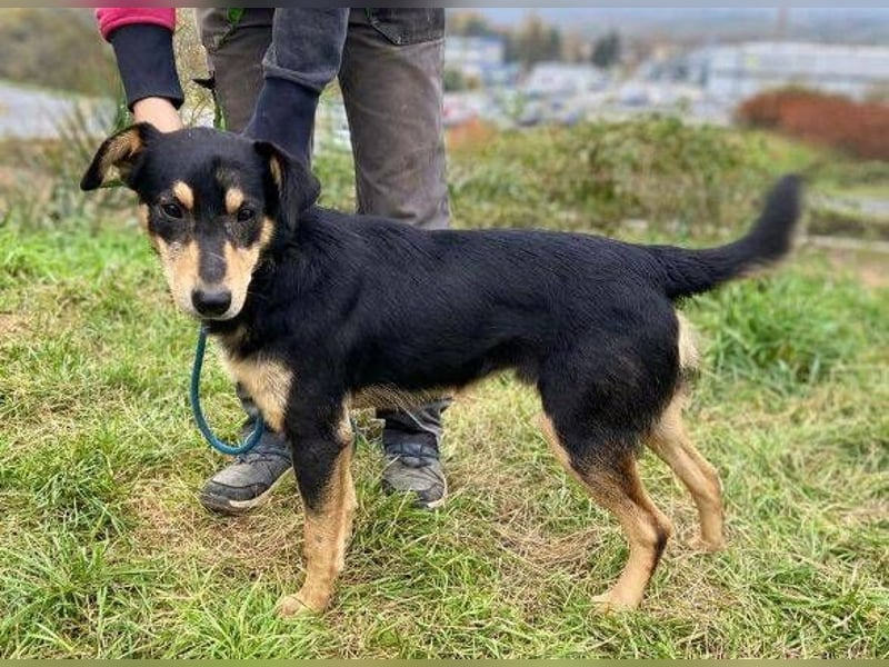 BUDDY  ist ein liebevoller Junge