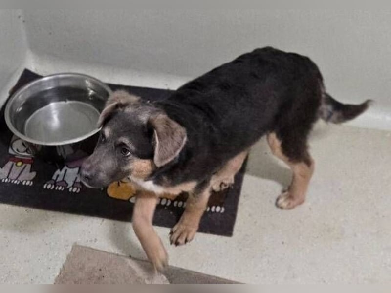 CHRISS ist ein bildhübsche Hundejunge