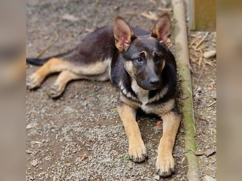 RONA sucht nach Zuwendung