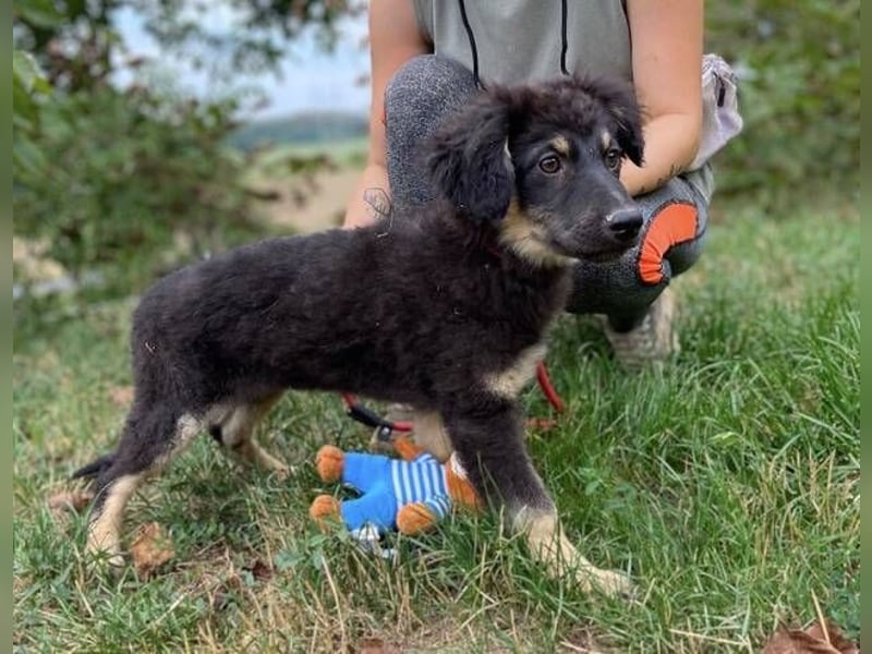 LORI das arme Hundekind wurde im Stich gelassen