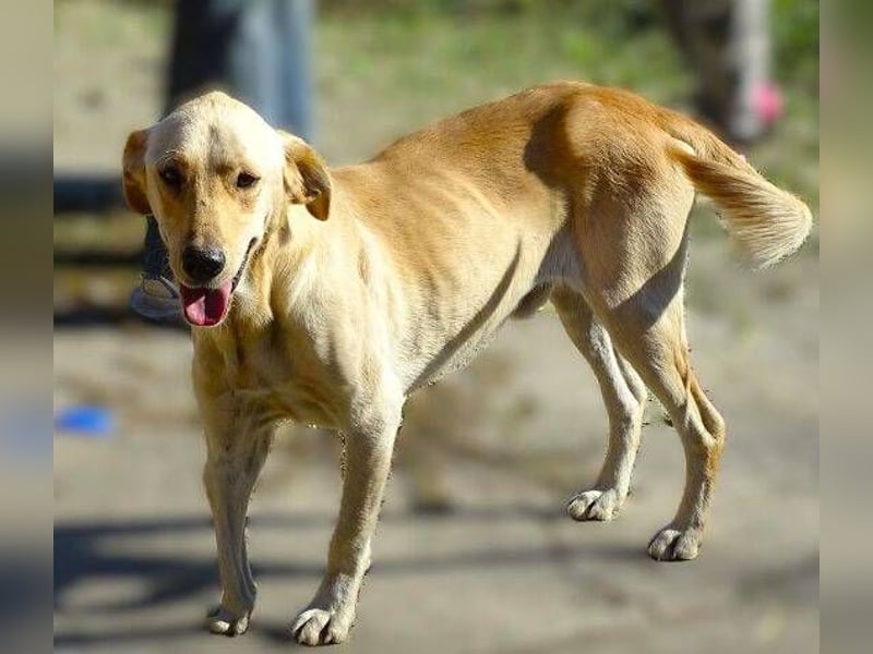 BAK schwebt in großer Gefahr