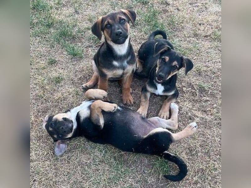 LEO 2 Wer schenkt dem Hundekind ein Zuhause?