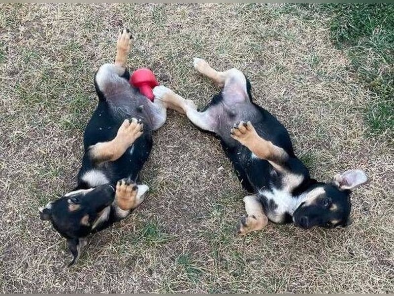LEO 2 Wer schenkt dem Hundekind ein Zuhause?